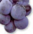 Concord Grape